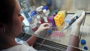 A chemist uses a pipette to introduce cell samples into a so-called microtiter plate.